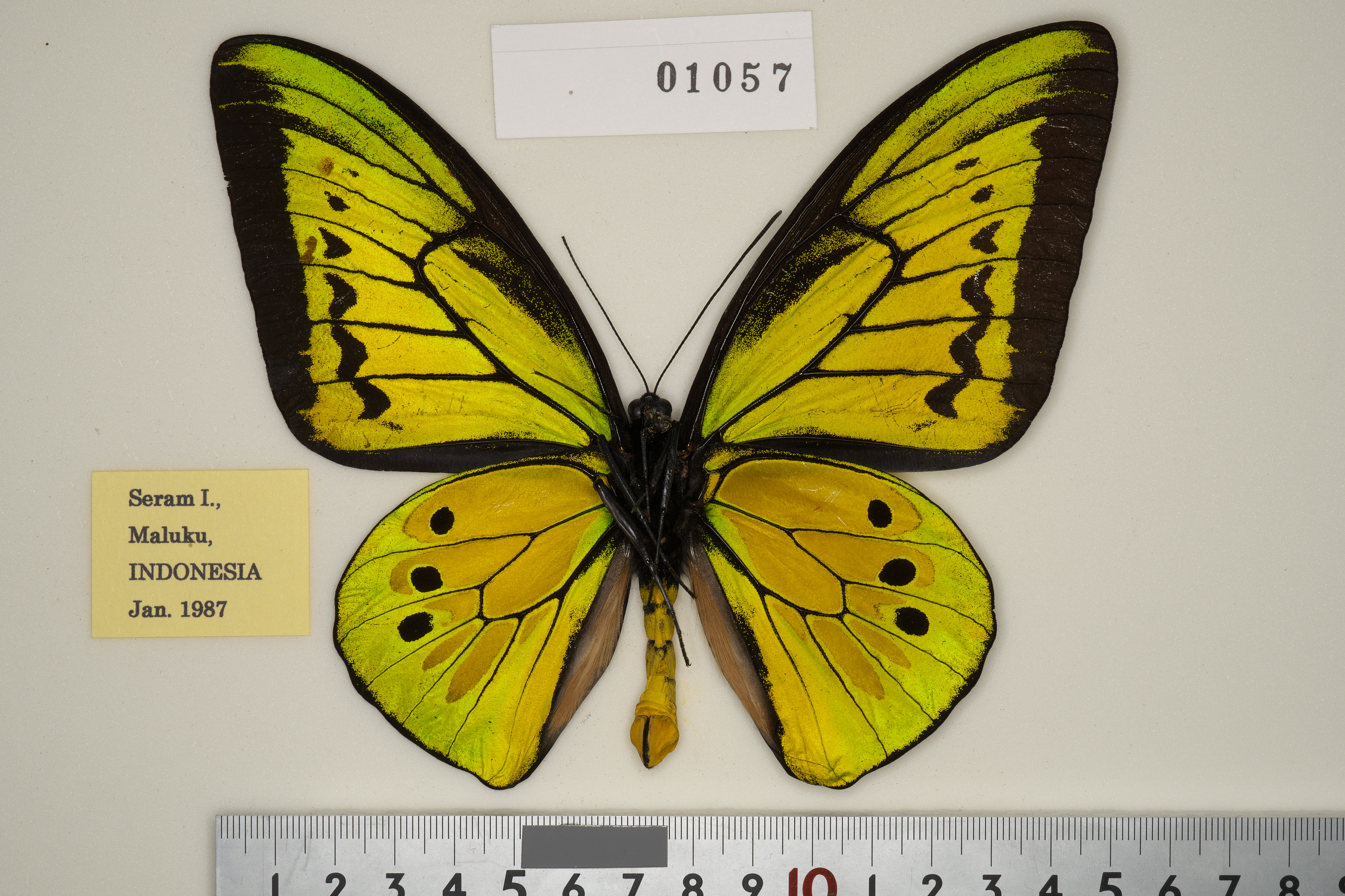 ゴライアストリバネアゲハ　ペア 送料無料】ゴライアストリバネアゲハ／ペアセット , タグ「set